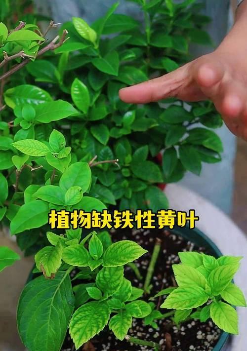 栀子花缺铁症状的解决方法是什么？