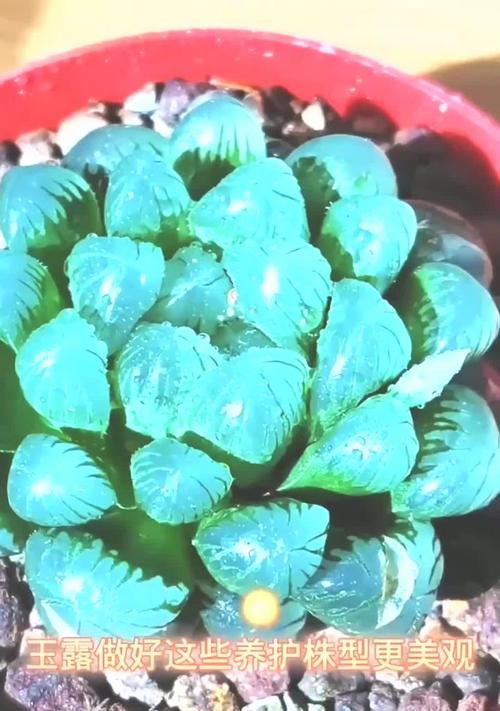 玉露的养殖方法是什么？如何保持玉露的晶莹剔透？