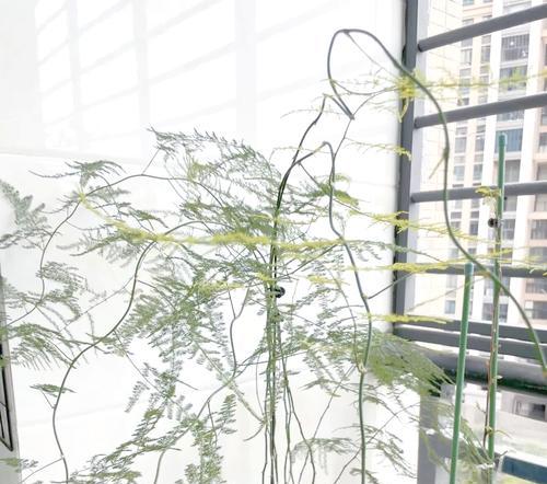 如何正确选择和养护花卉？