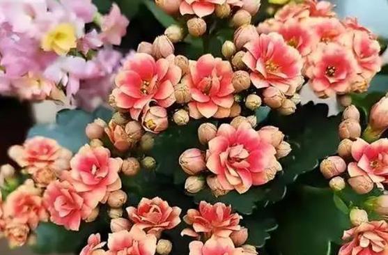 如何正确选择和养护花卉？