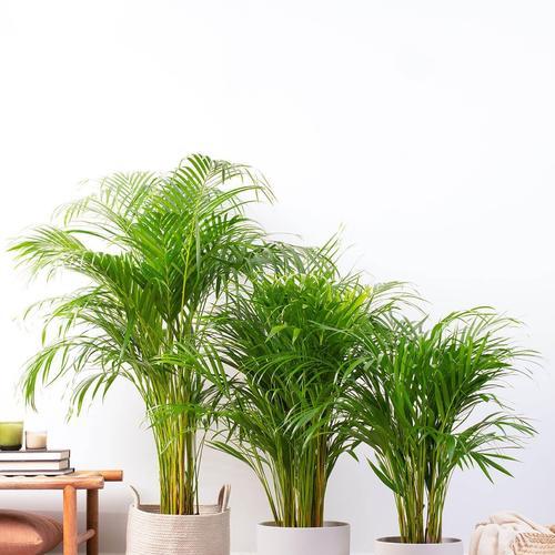 银手指植物的养殖方法和常见问题解答？