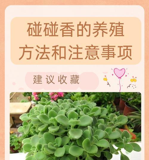 银手指植物的养殖方法和常见问题解答？