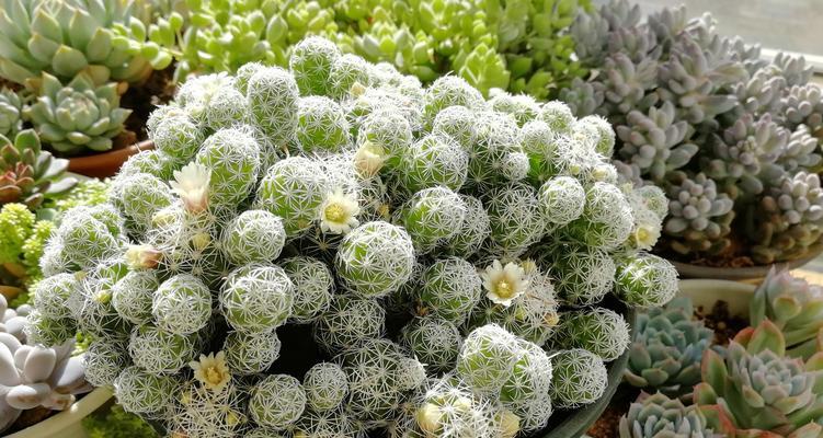 银手指植物的养殖方法和常见问题解答？