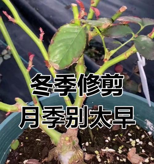 月季翻盆的最佳时机是什么时候？