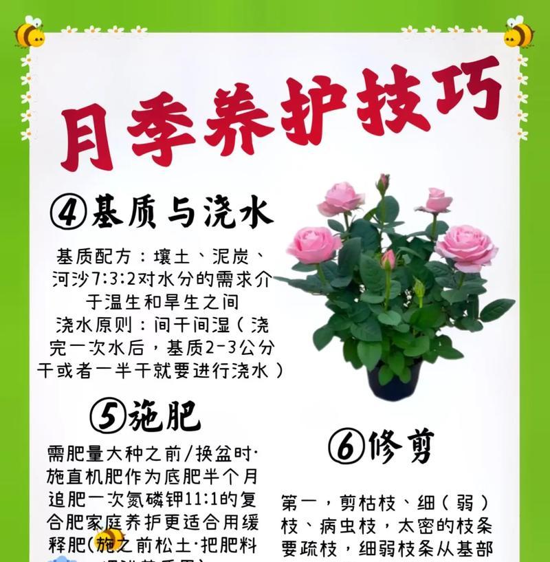 月季翻盆的最佳时机是什么时候？