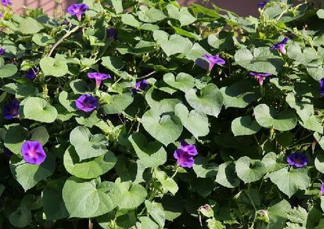 牵牛花是属于哪一类植物？