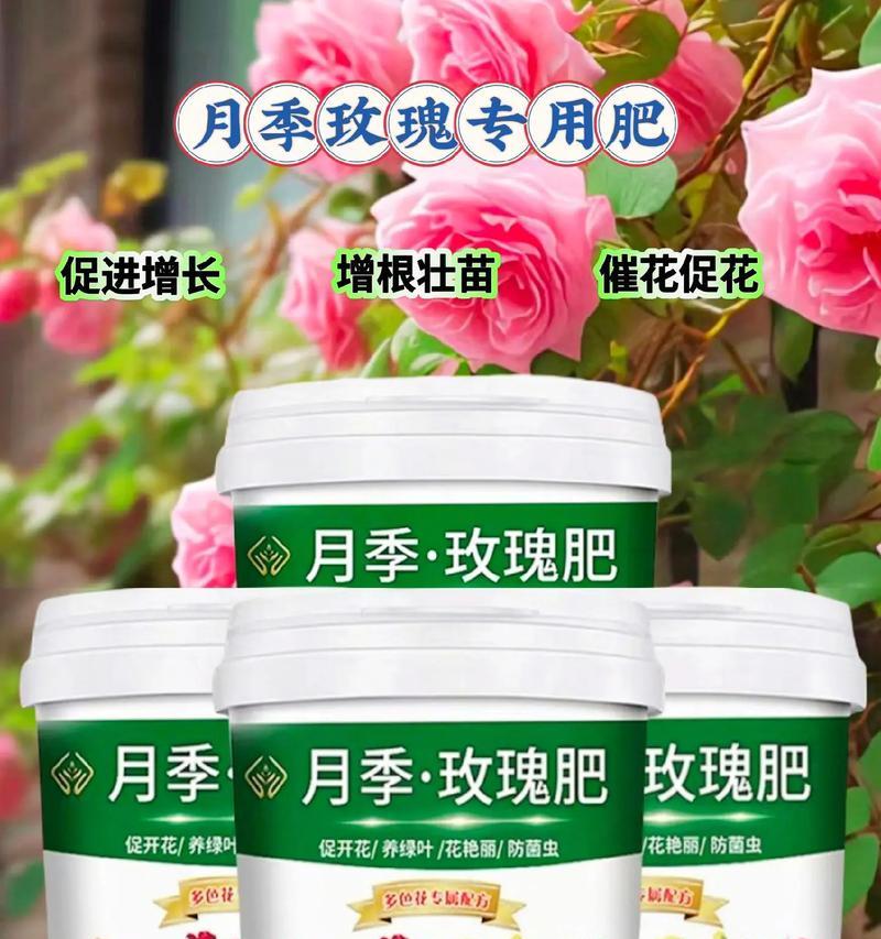 大月季种植需要注意哪些关键步骤？