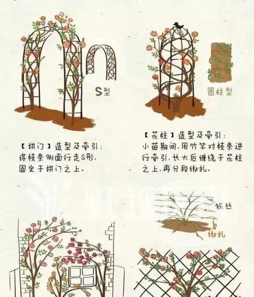 大月季种植需要注意哪些关键步骤？