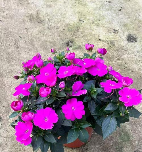 凤仙花的种植技巧有哪些？如何保证凤仙花顺利生长？
