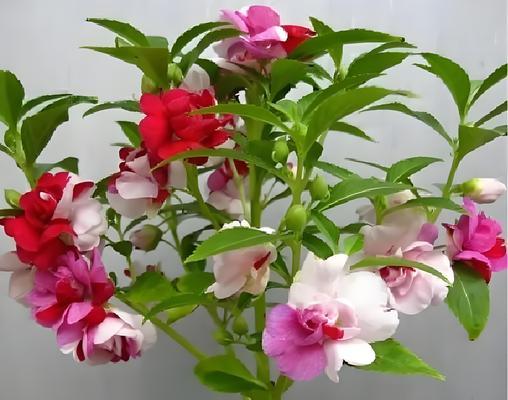 凤仙花的种植技巧有哪些？如何保证凤仙花顺利生长？