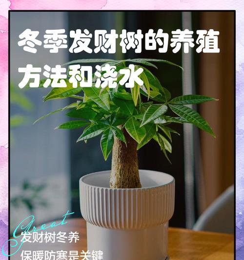 发财树冬季如何安全过冬？
