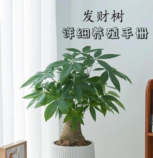 发财树冬季如何安全过冬？