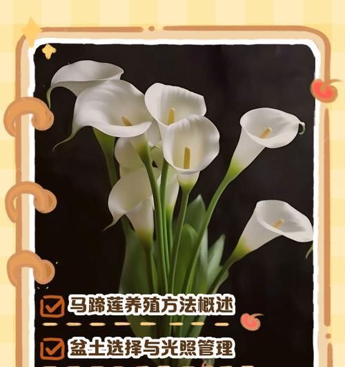 彩色马蹄莲的养护技巧有哪些？