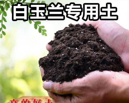 白兰施肥的最佳时间和方法是什么？
