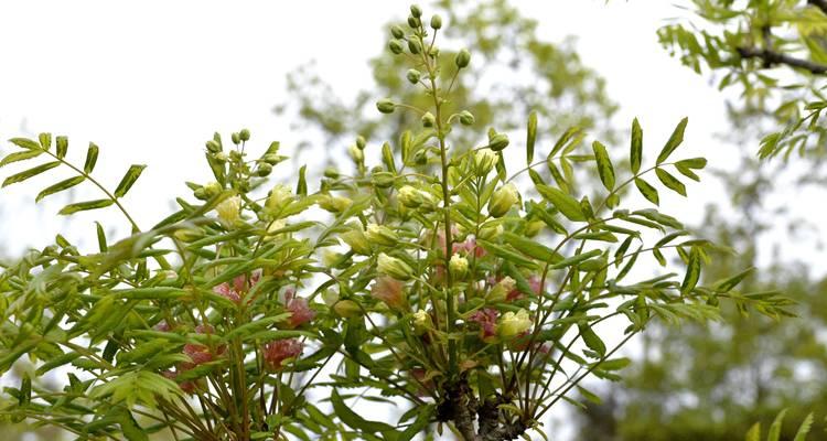 文冠果品种有哪些？如何种植和管理？