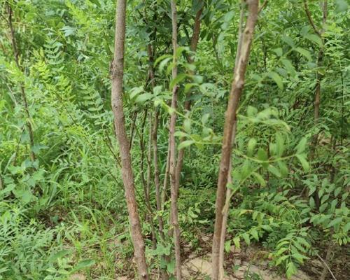 文冠果品种有哪些？如何种植和管理？