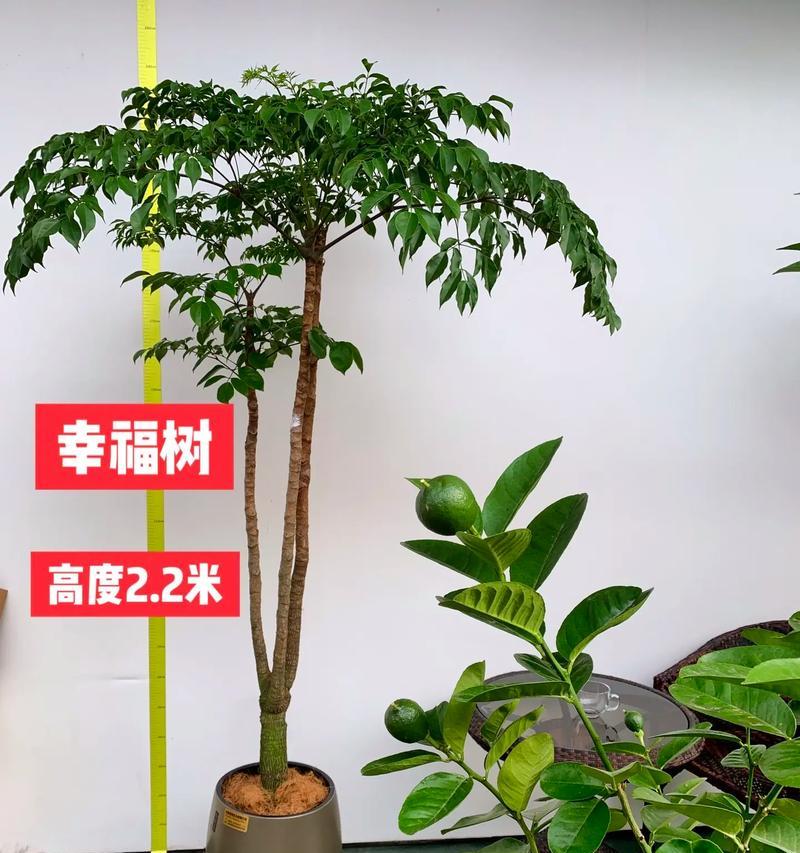幸福树的形态特征有哪些？幸福树的外观如何？