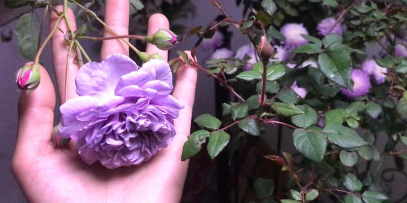 广玉兰修剪的正确方法和时机是什么？