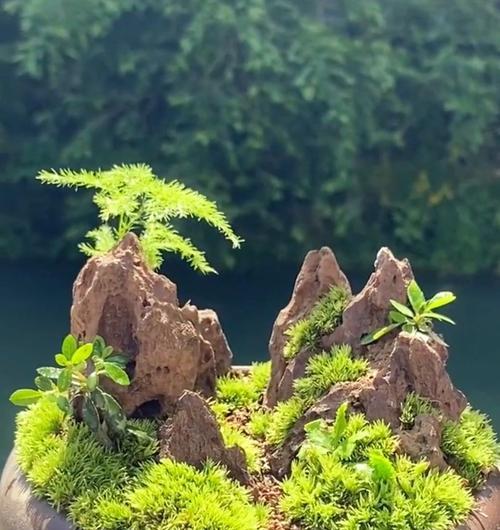 山水盆景用盆选择的标准是什么？