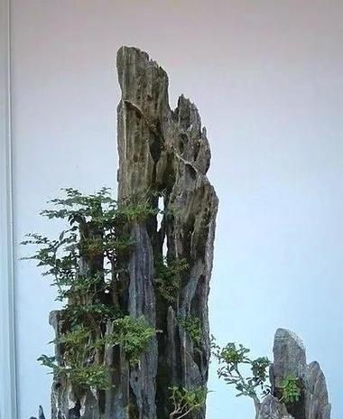山水盆景用盆选择的标准是什么？