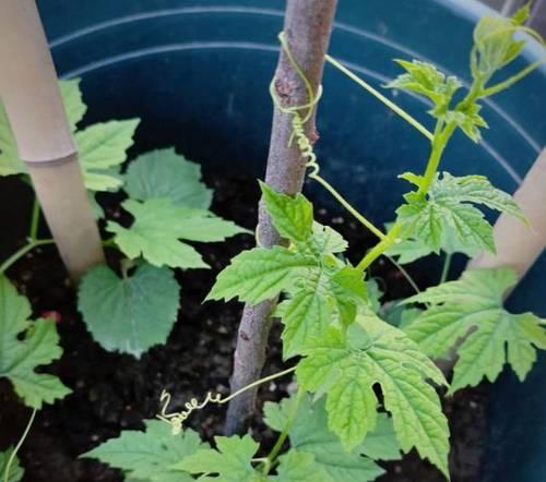 红娘植物养护方法是什么？