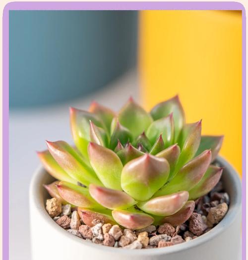 红娘植物养护方法是什么？