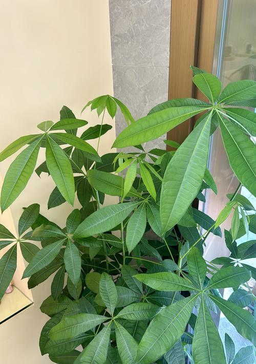 红娘植物养护方法是什么？