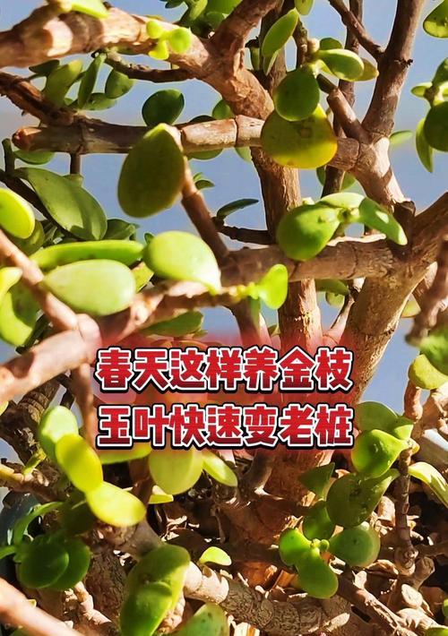 金枝玉叶繁殖的有效方法有哪些？