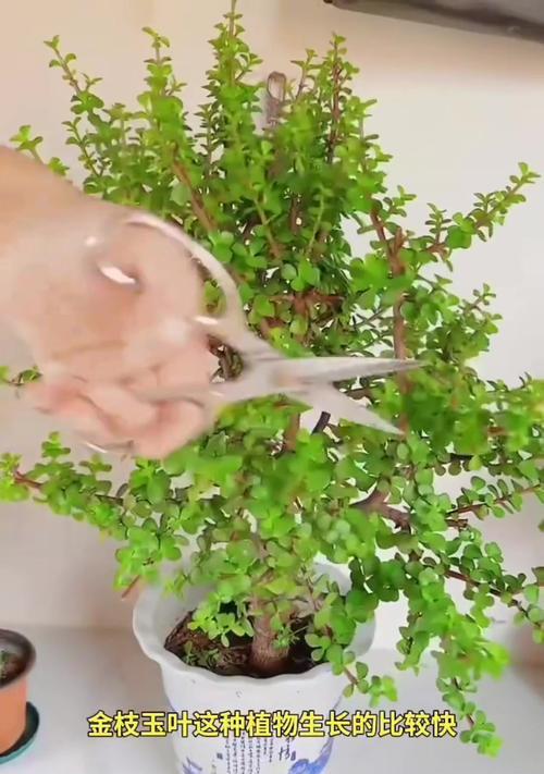 金枝玉叶繁殖的有效方法有哪些？