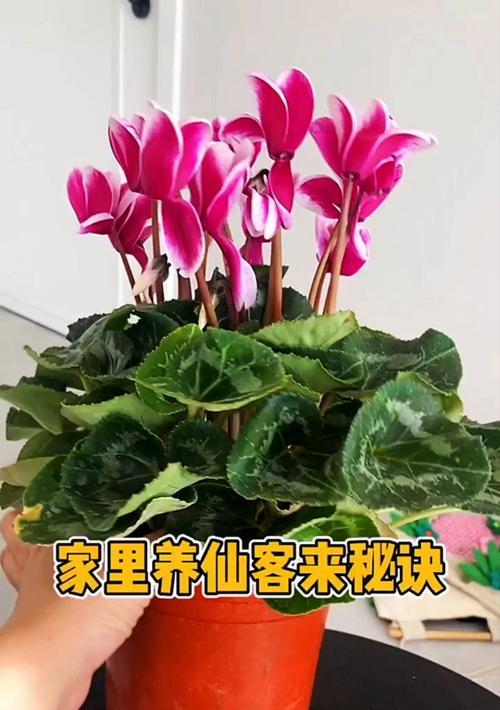仙客来夏季如何养护？过夏的秘诀是什么？