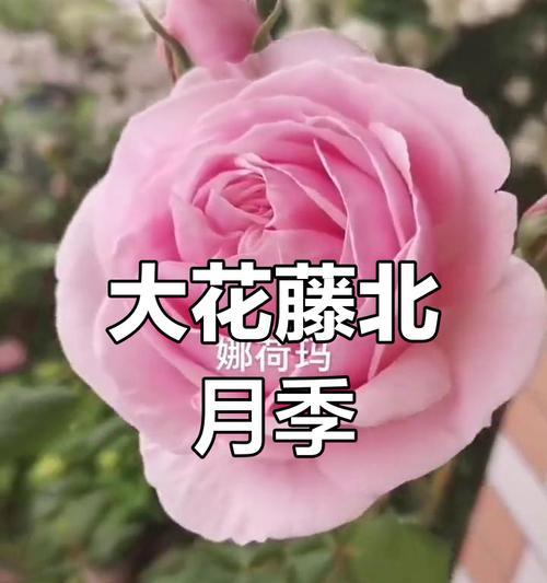 藤本月季的最佳栽种时间是什么时候？