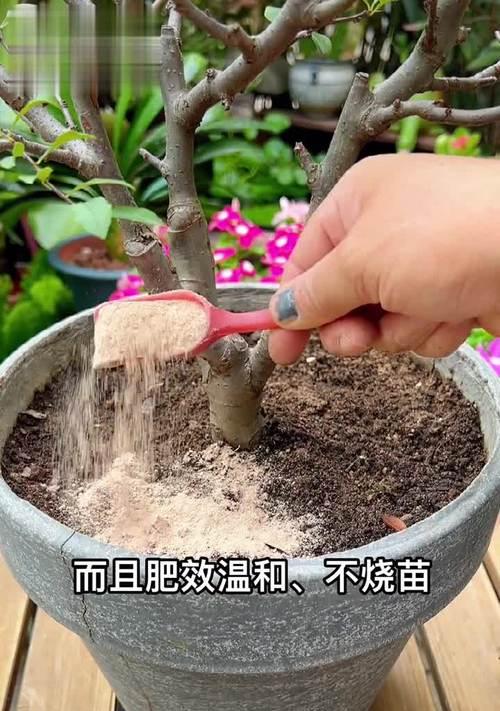君子兰骨粉的正确使用方法？如何促进君子兰生长？