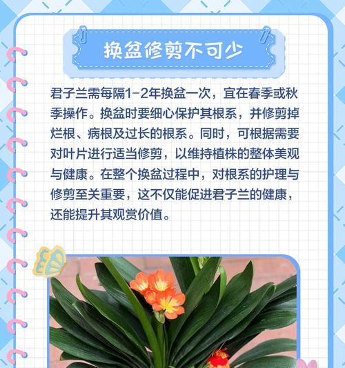 君子兰骨粉的正确使用方法？如何促进君子兰生长？