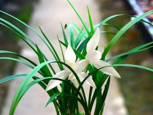 兰花兰有哪些品种？兰花兰品种特点是什么？