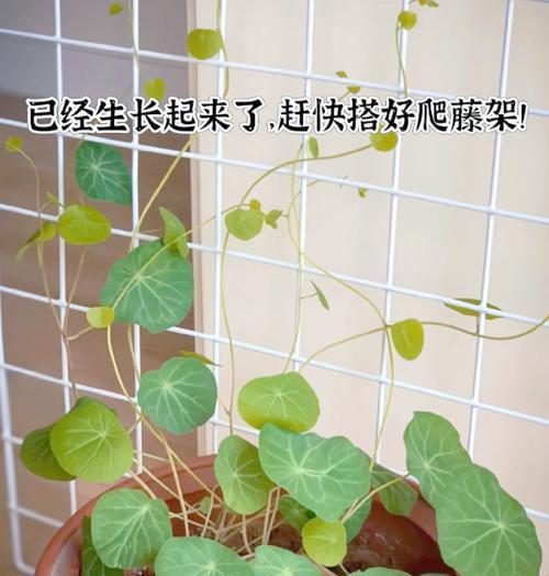爱之蔓的养护秘诀是什么？如何避免常见问题？