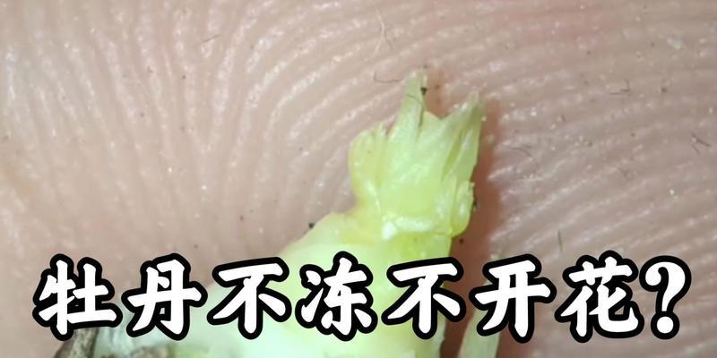 牡丹不开花的原因及解决方法是什么？