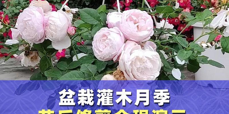 月季花修剪方法是什么？月季花修剪的步骤有哪些？