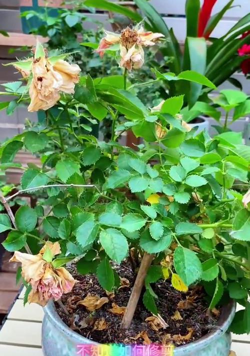 月季花修剪方法是什么？月季花修剪的步骤有哪些？