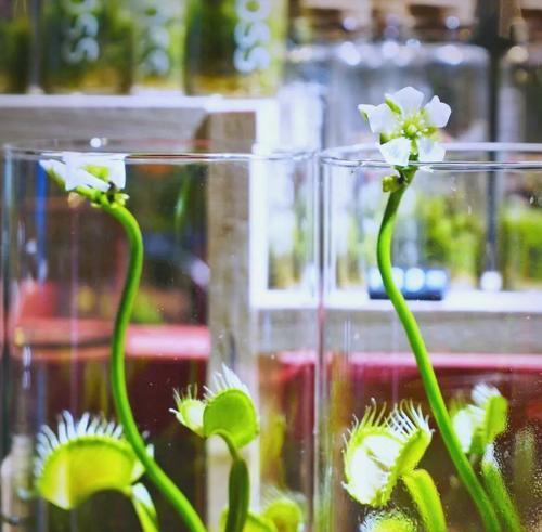 哪些植物是食虫植物？食虫植物的种类和捕虫机制是什么？