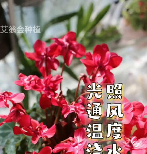 仙克莱的养殖方法是什么？如何进行日常管理？