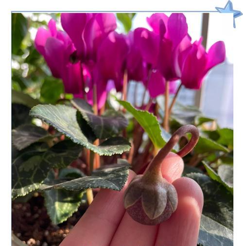 仙克莱的养殖方法是什么？如何进行日常管理？