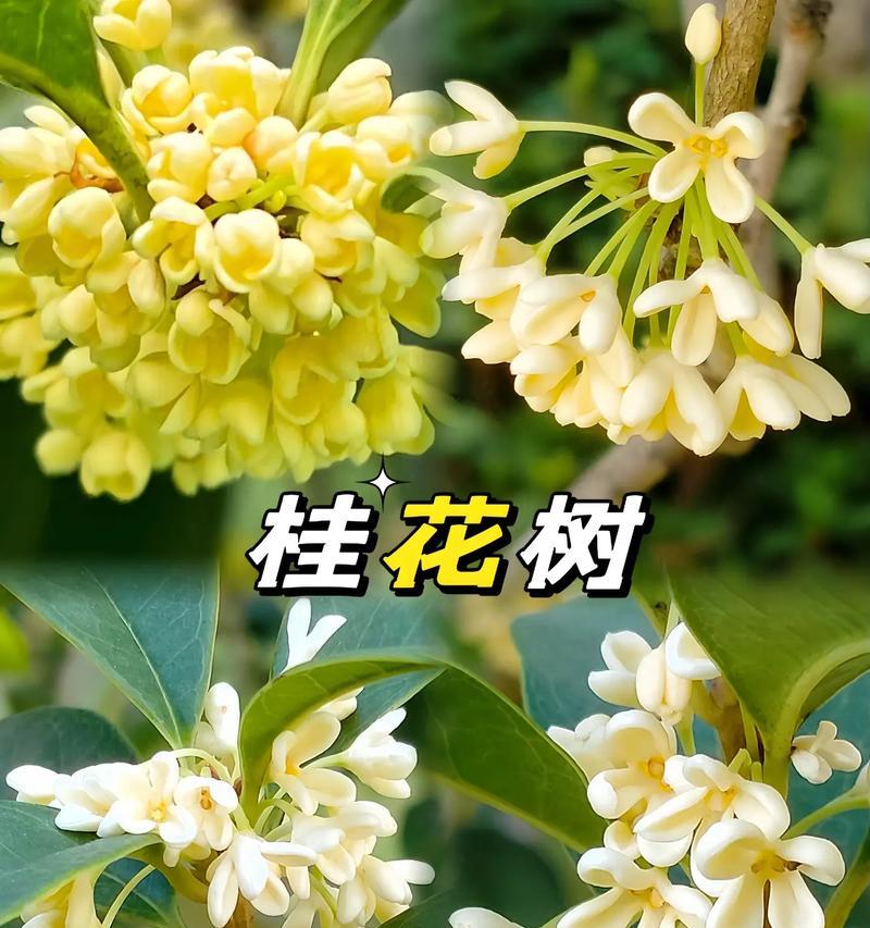 桂花的开花时间是什么时候？桂花的花期有多长？