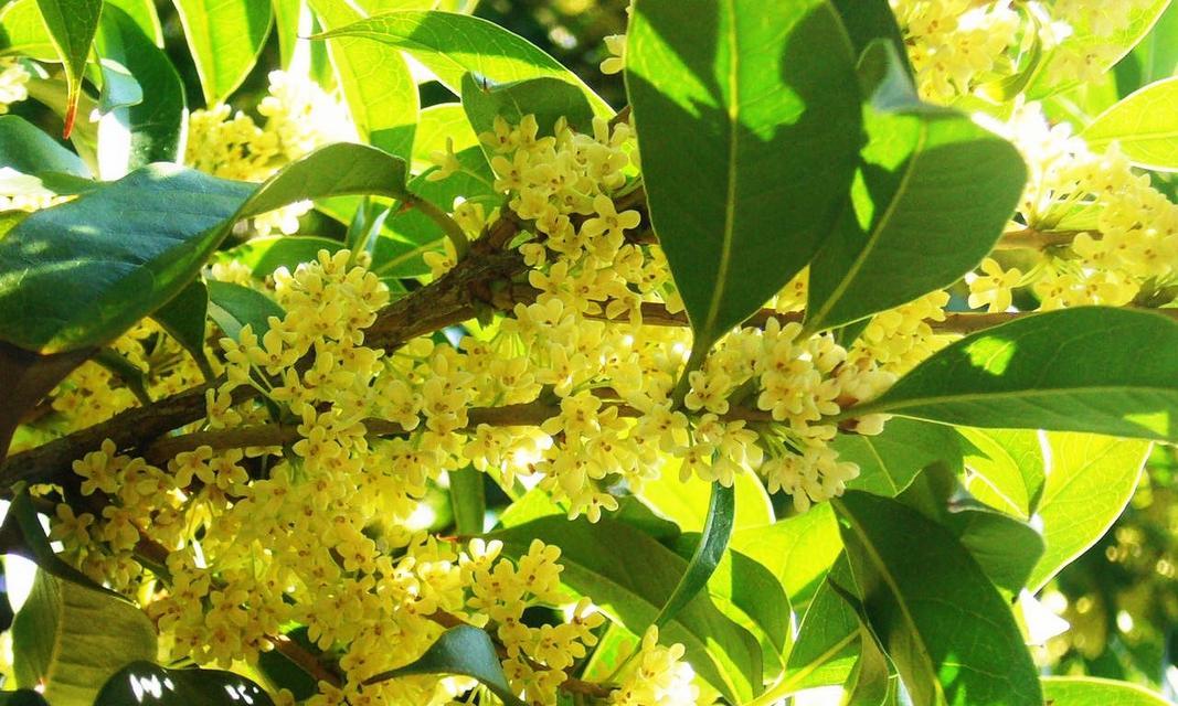 桂花的开花时间是什么时候？桂花的花期有多长？
