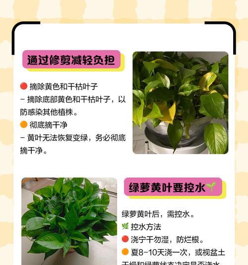 绿萝插栽方法是什么？如何快速让绿萝生根？