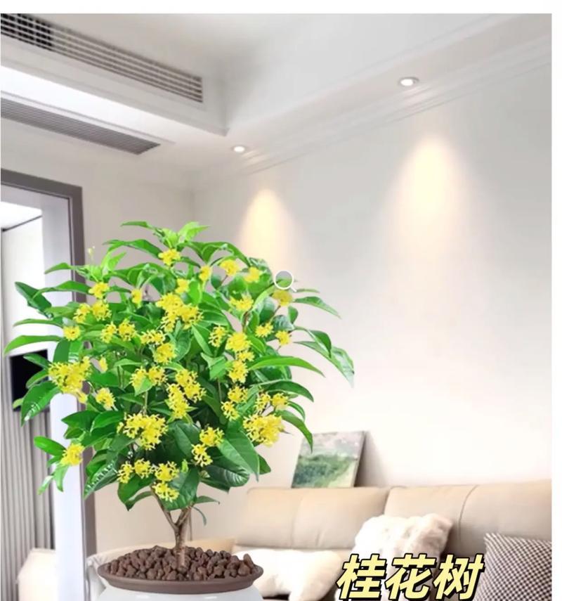 盆栽桂花的养护技巧是什么？如何避免常见的养护错误？