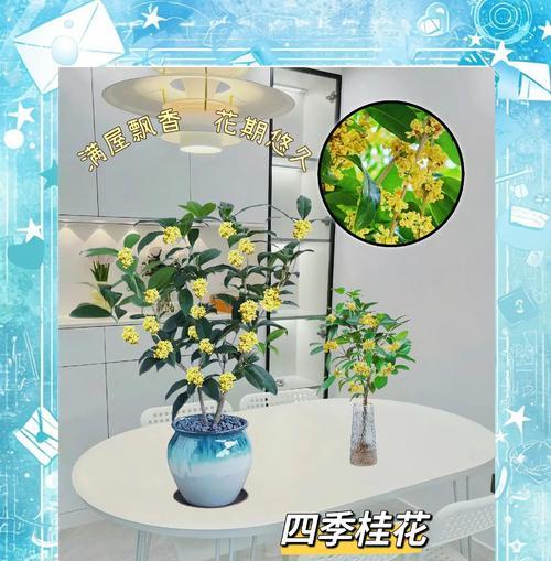 盆栽桂花的养护技巧是什么？如何避免常见的养护错误？