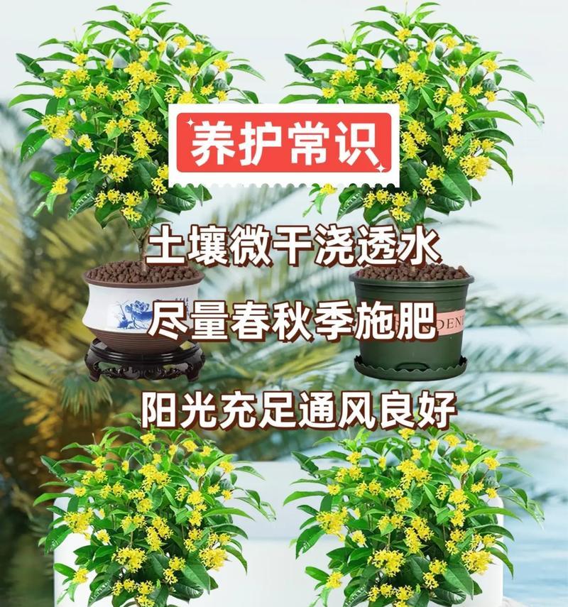 盆栽桂花的养护技巧是什么？如何避免常见的养护错误？