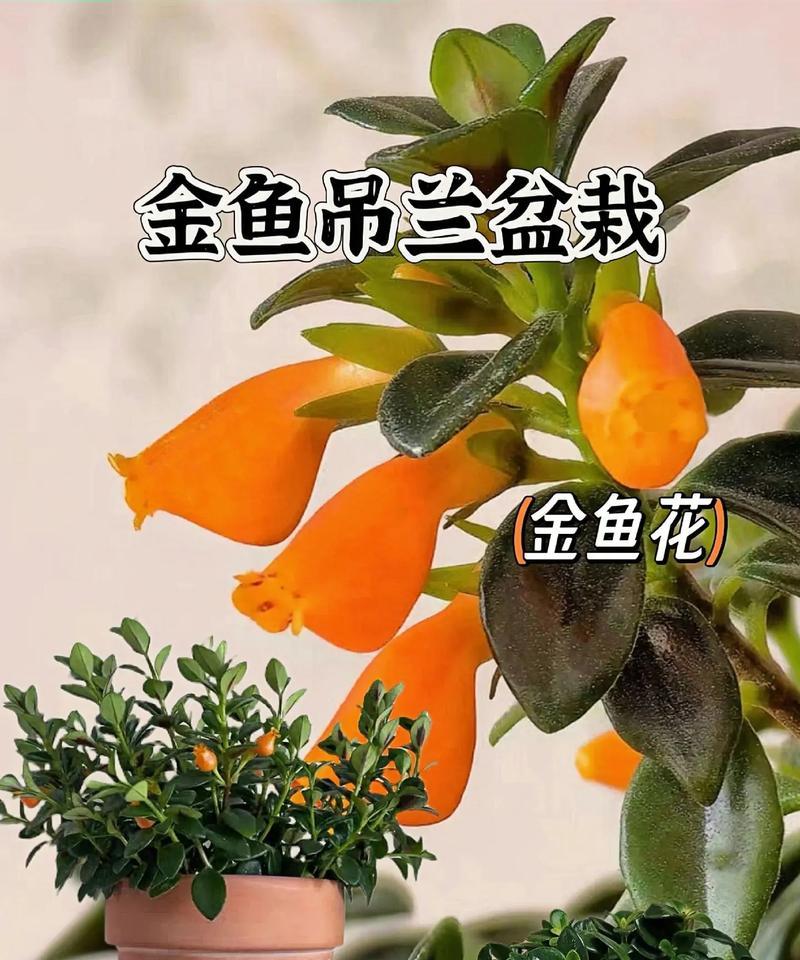 金鱼花吊兰的养殖方法是什么？如何保持其健康？