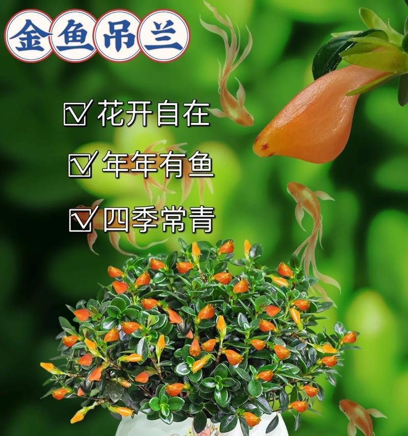 金鱼花吊兰的养殖方法是什么？如何保持其健康？