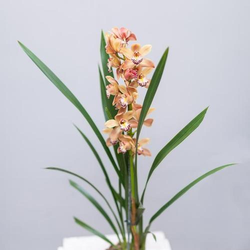 君子兰属于哪个科？它的主要特征有哪些？